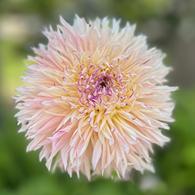 close up of white dahlia