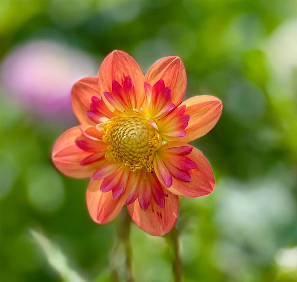 Close up of orange flower