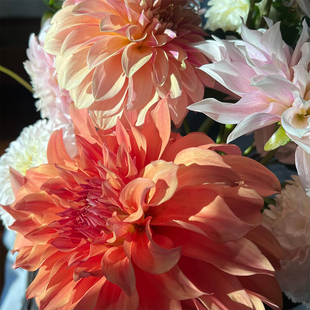 Pink and orange dahlias in the sunlight