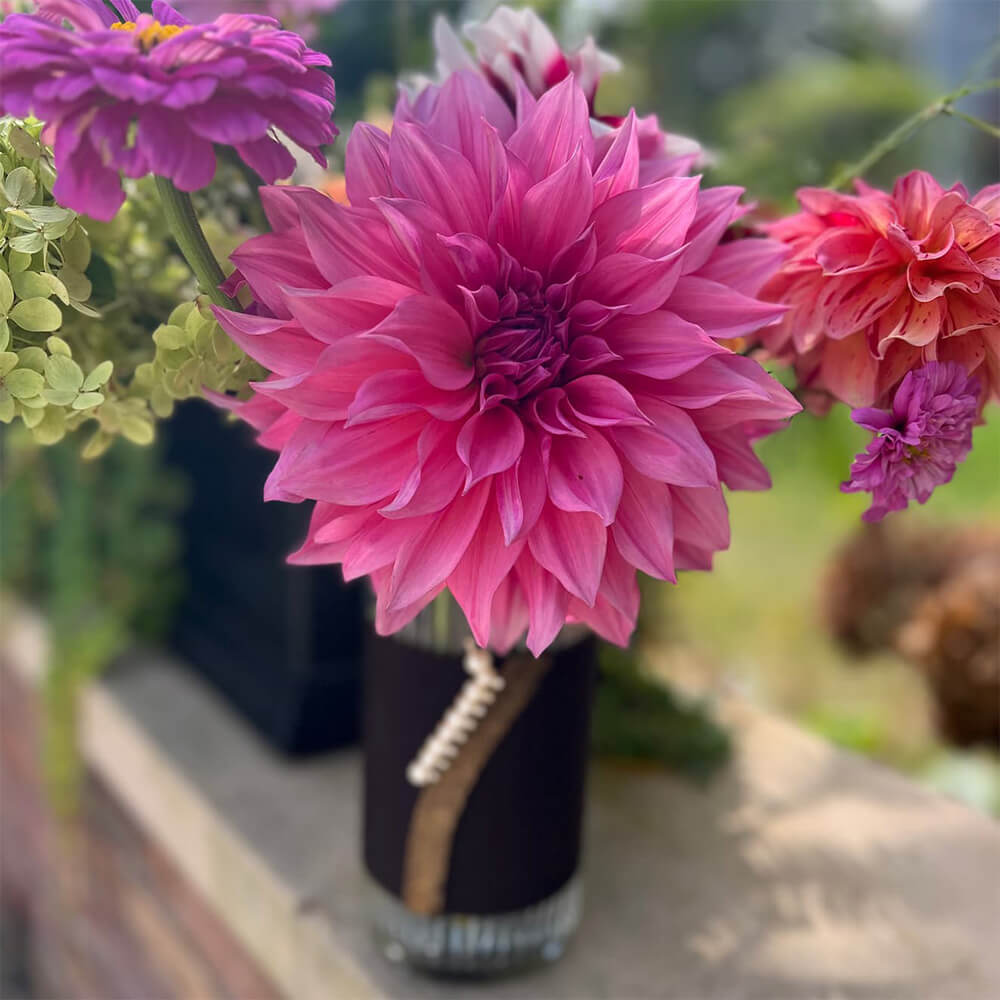 Vibrant pink dahlia bloom